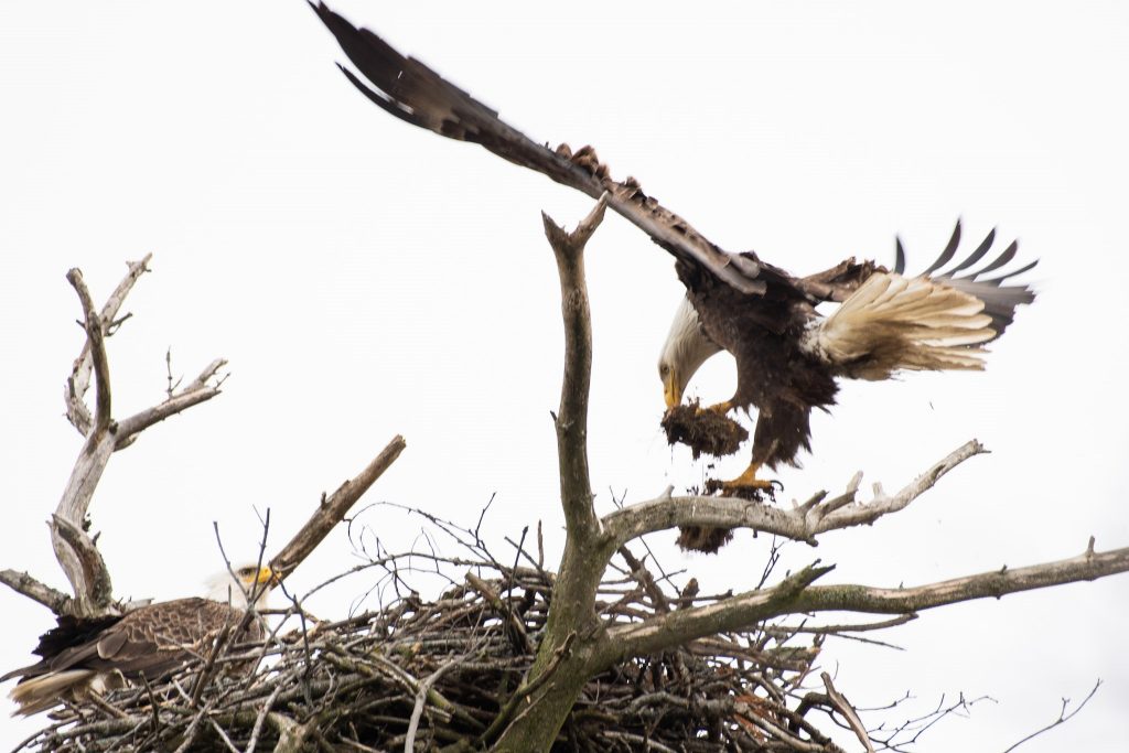 Eagle building a nest