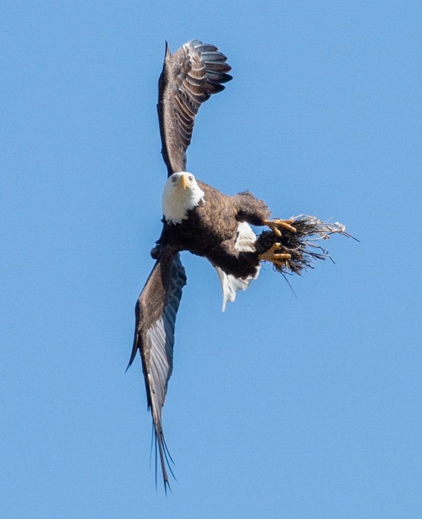 Eagle building a nest