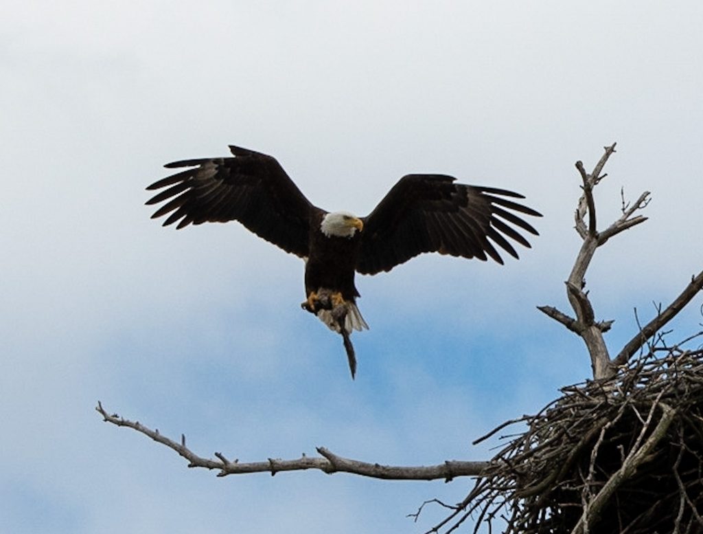 Eagle building a nest